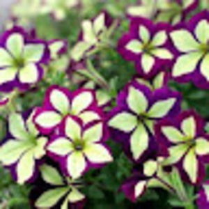 Meet your Posher, Lucy